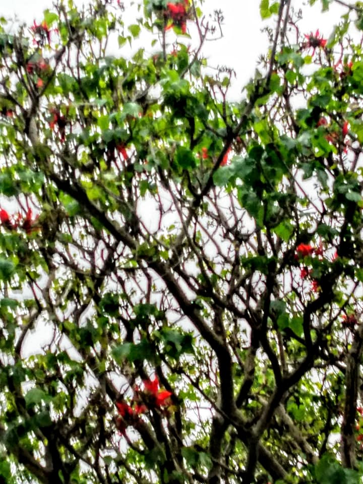 刺桐綠葉拱紅花