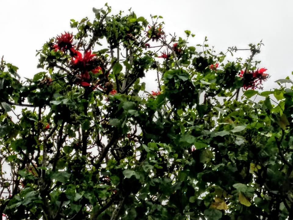 刺桐綠葉拱紅花