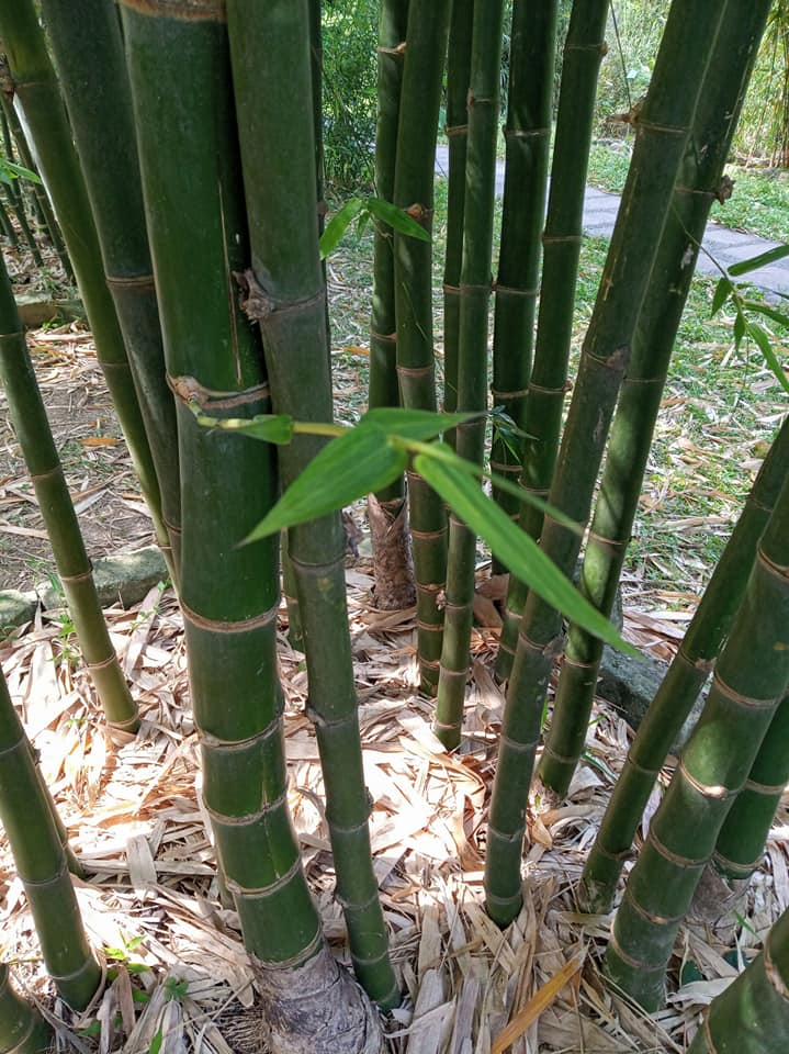 一尺竹含千尺勢