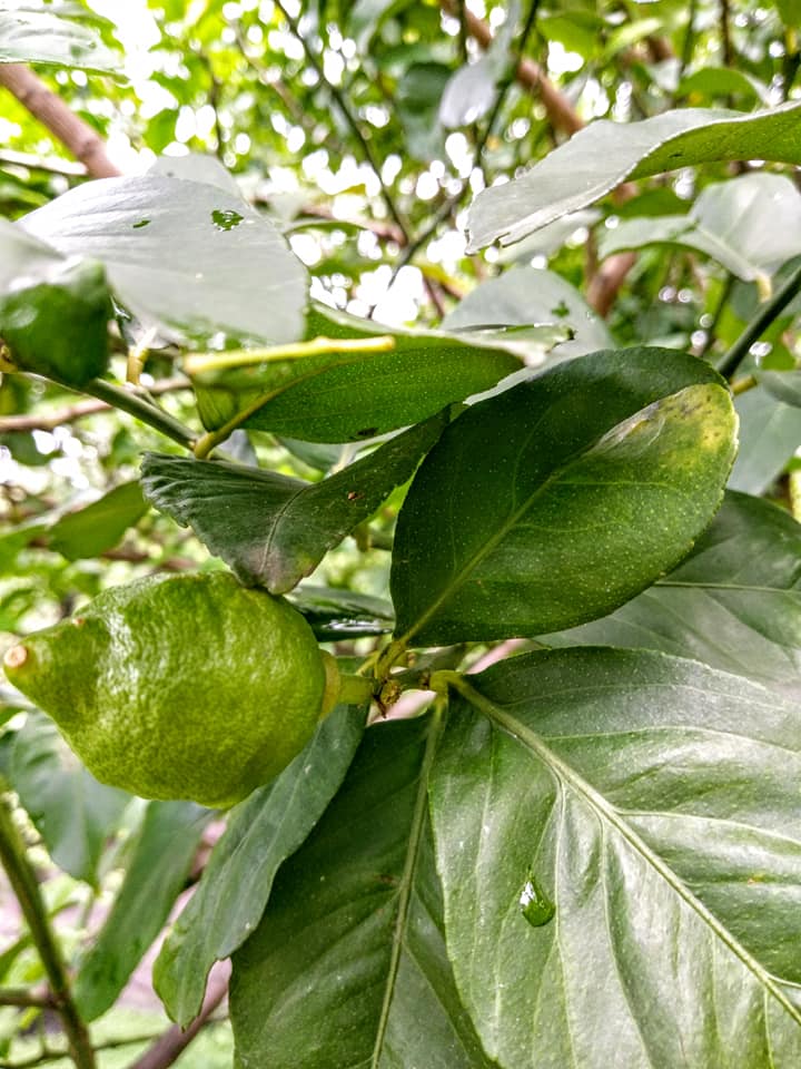 川普撐腰以色列擴領土