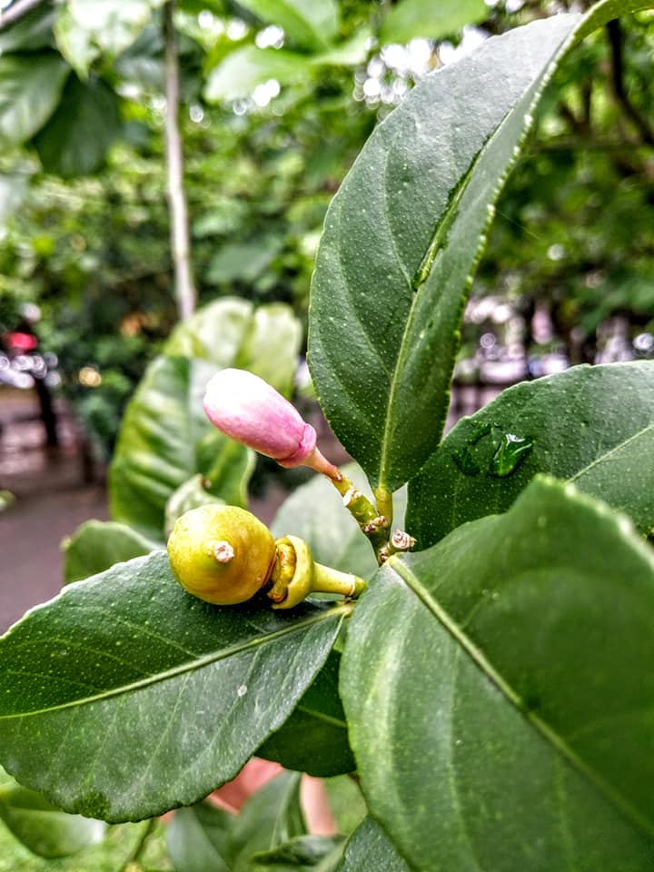 川普撐腰以色列擴領土