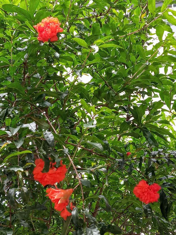 小巷石榴花開時