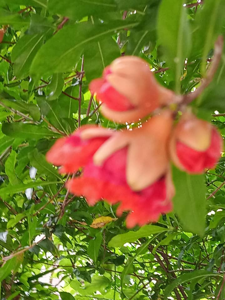 小巷石榴花開時