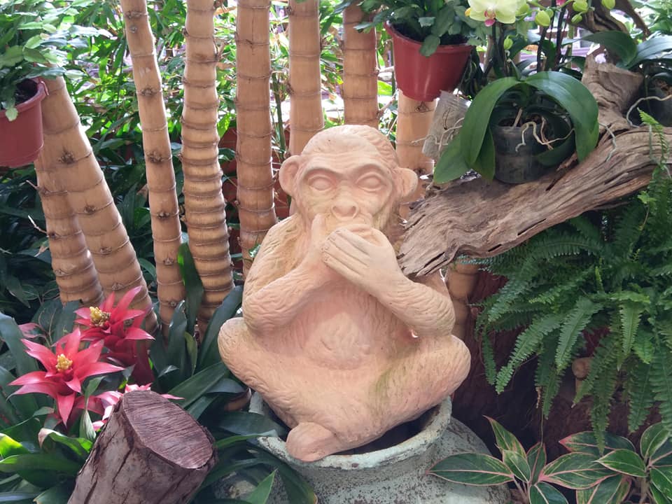 蝴蝶蘭展誰最美