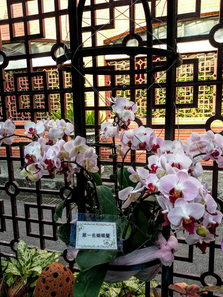 蝴蝶蘭展誰最美