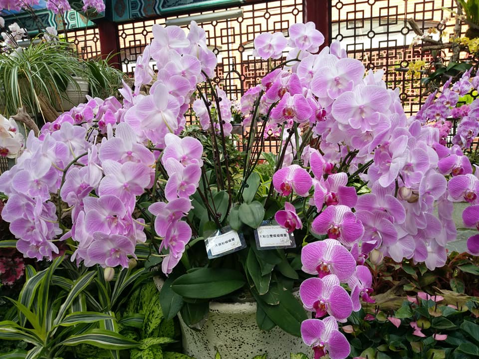 蝴蝶蘭展誰最美