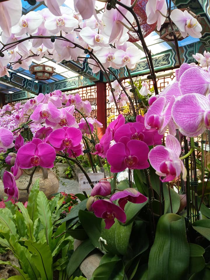 蝴蝶蘭展誰最美