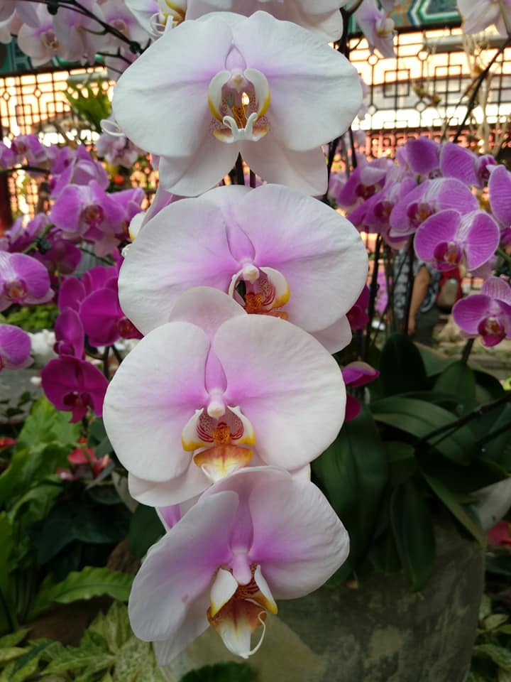 蝴蝶蘭展誰最美