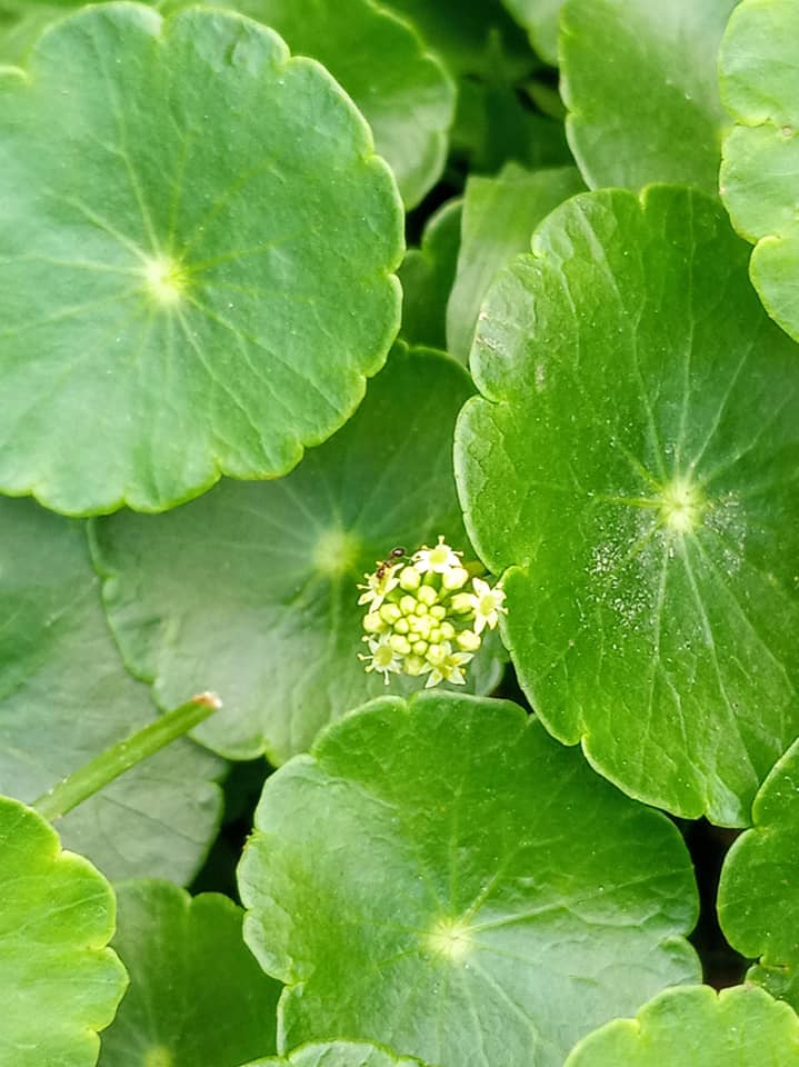 金錢花開正當令