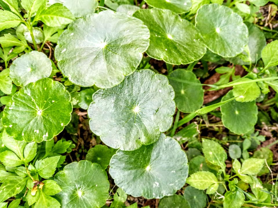 金錢花開正當令