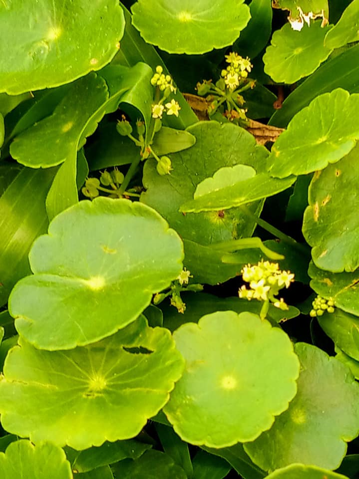 金錢花開正當令