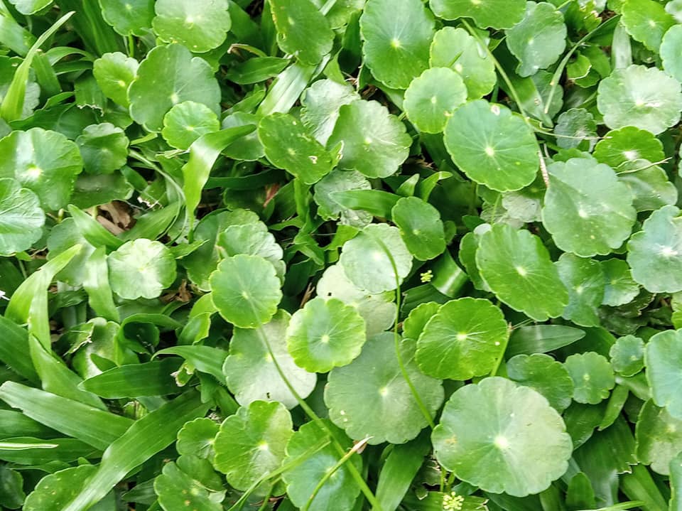 金錢花開正當令