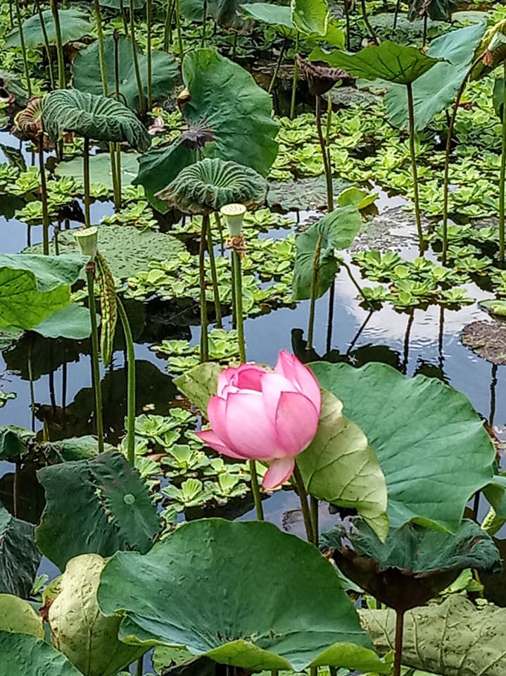 與陳時中聊聊蓮子