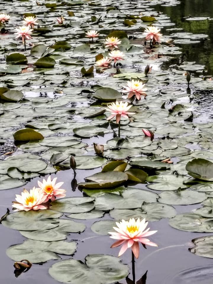 與陳時中聊聊蓮子