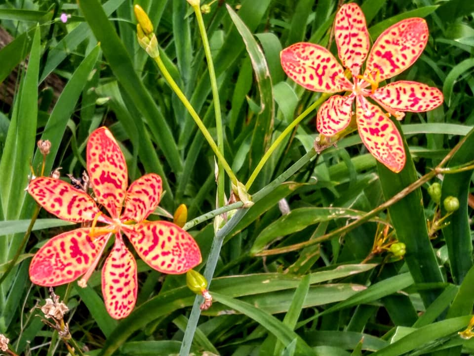 庸才君子雙重形象