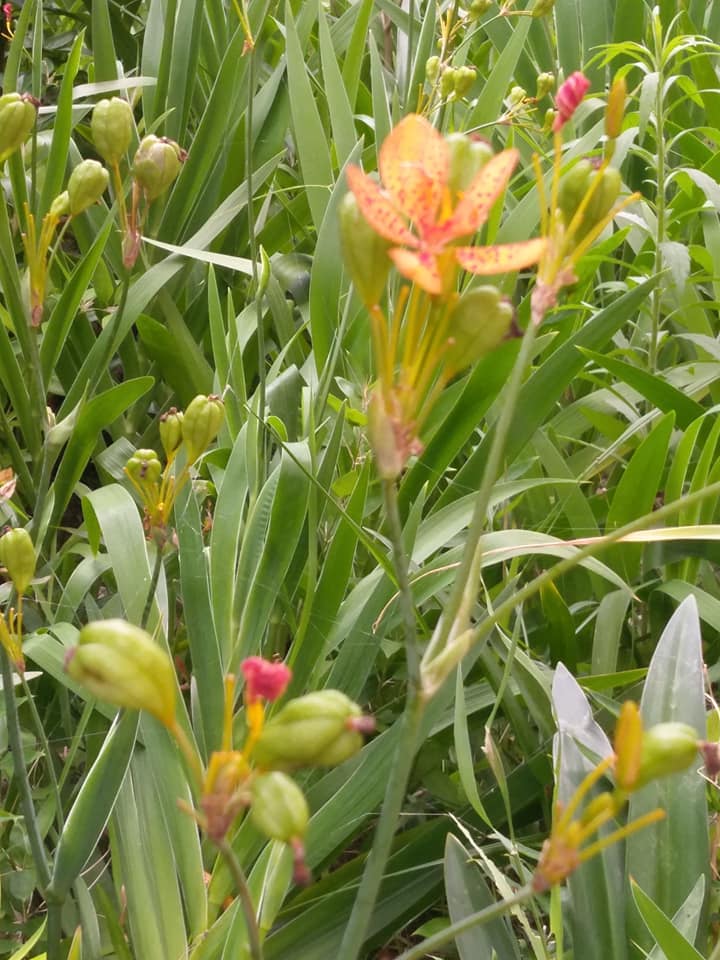 庸才君子雙重形象