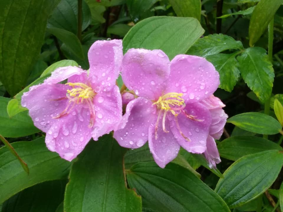 野花之王野牡丹