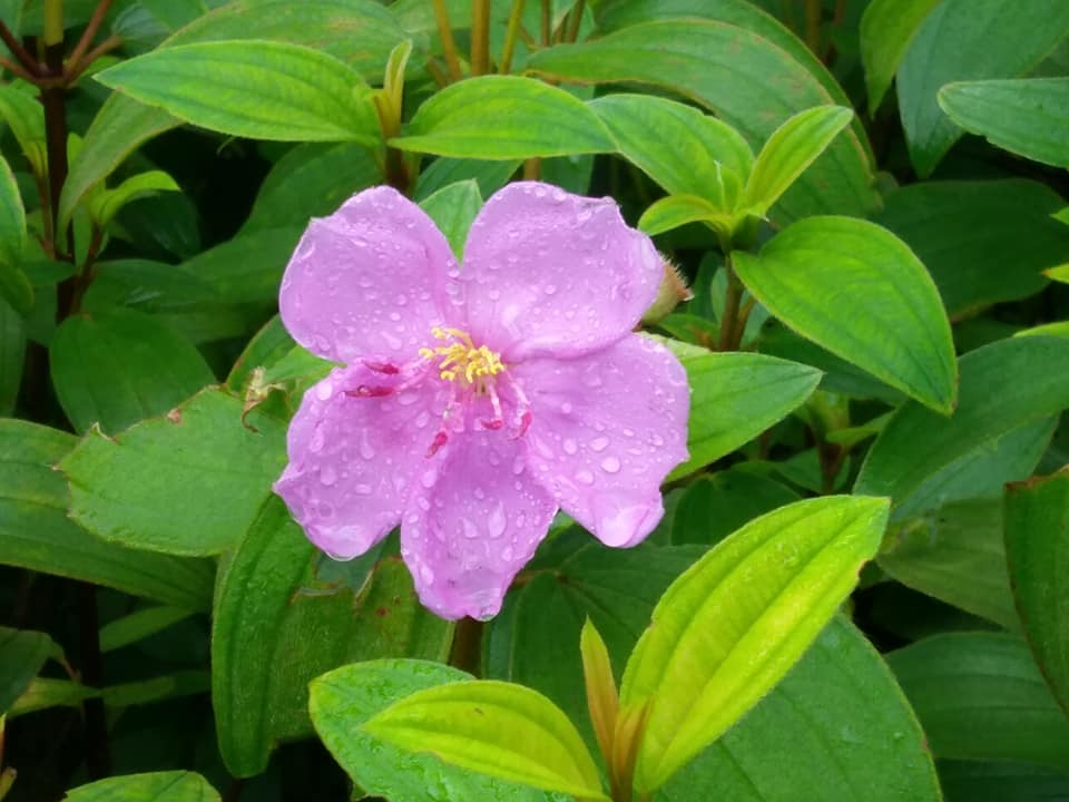 野花之王野牡丹