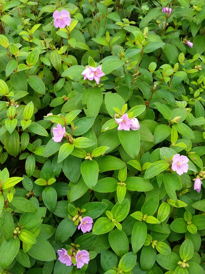 野花之王野牡丹