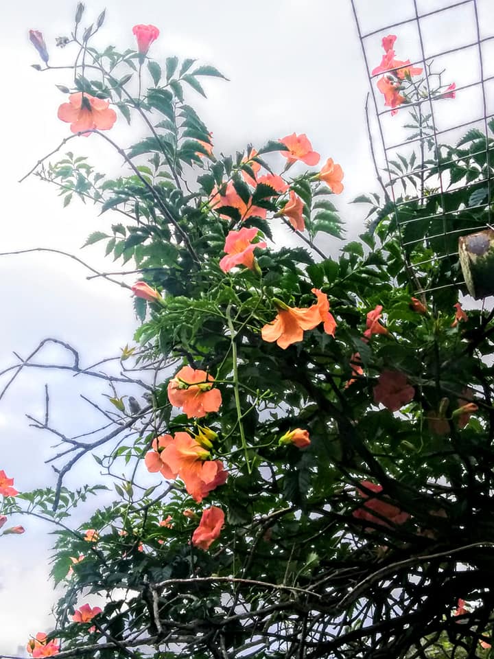 攀援樹梢鬥豔太陽