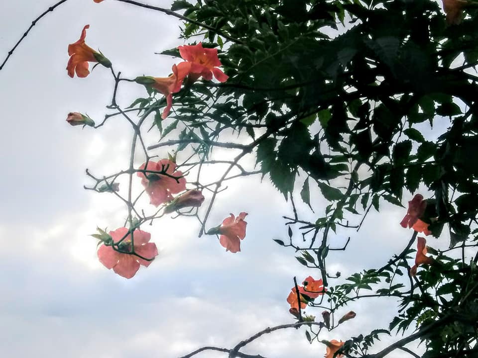 攀援樹梢鬥豔太陽