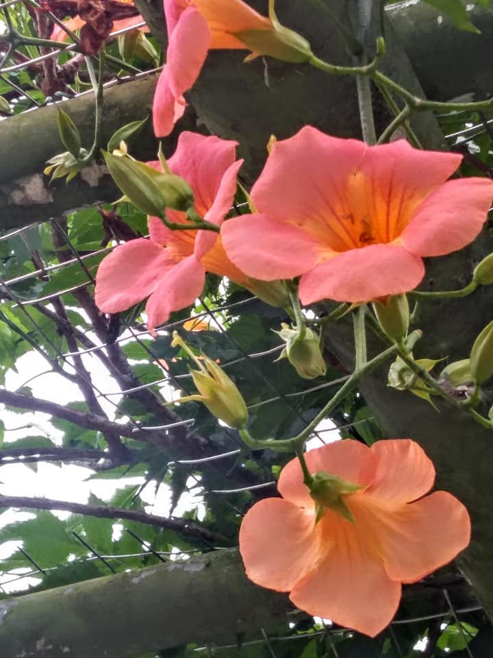 攀援樹梢鬥豔太陽