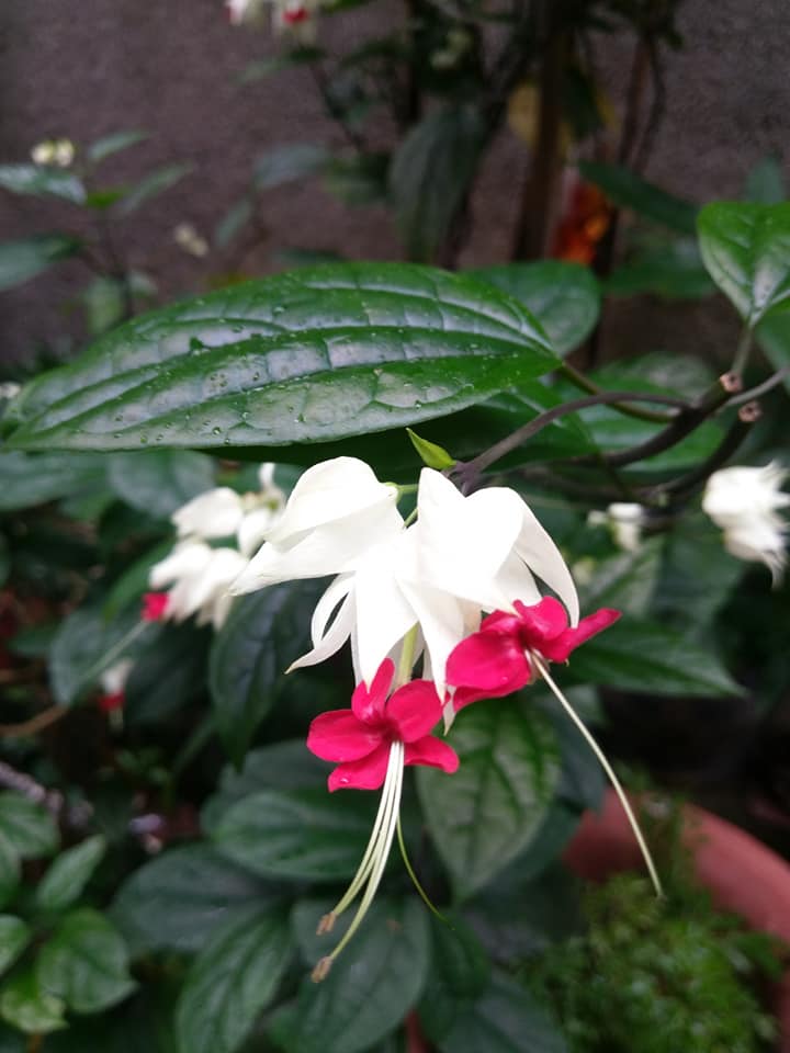 讚歎龍吐珠開花