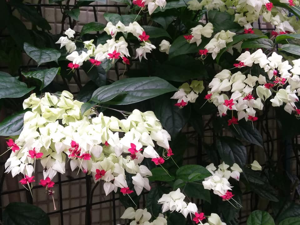 讚歎龍吐珠開花