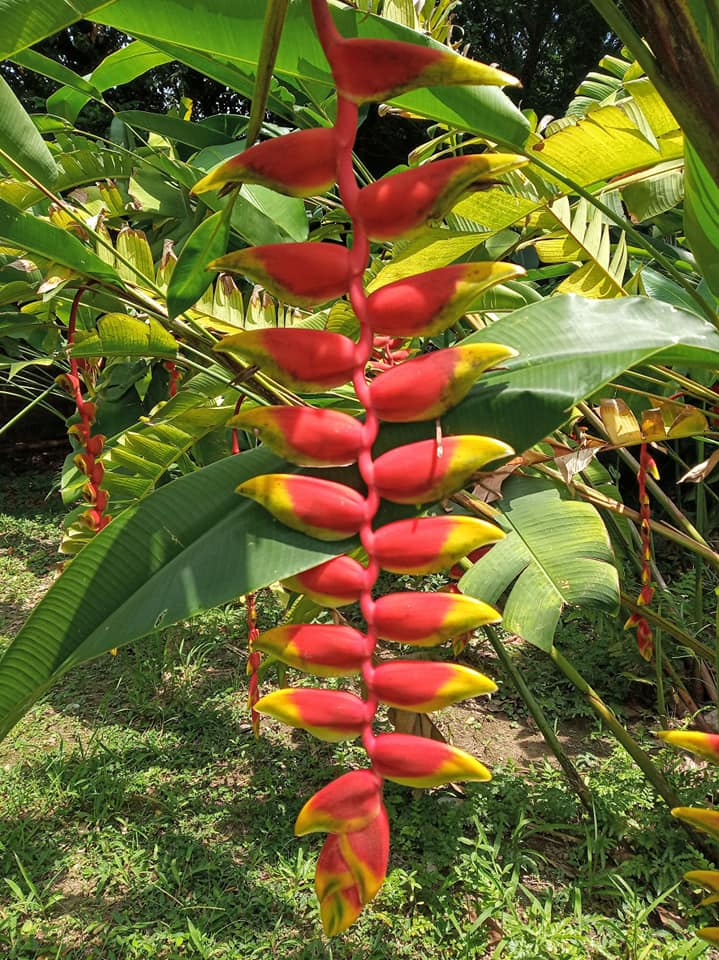 跳脫大地一片綠化