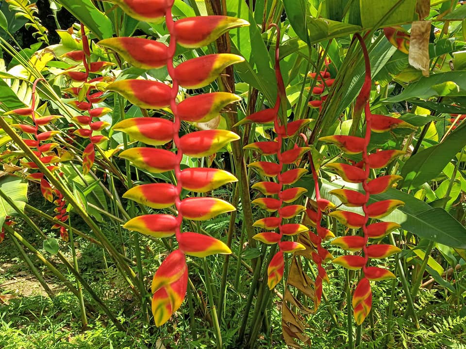 跳脫大地一片綠化