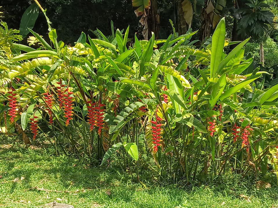 跳脫大地一片綠化