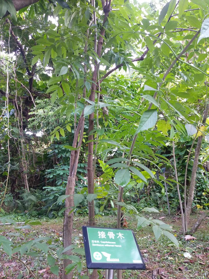 接骨木下風水寶地