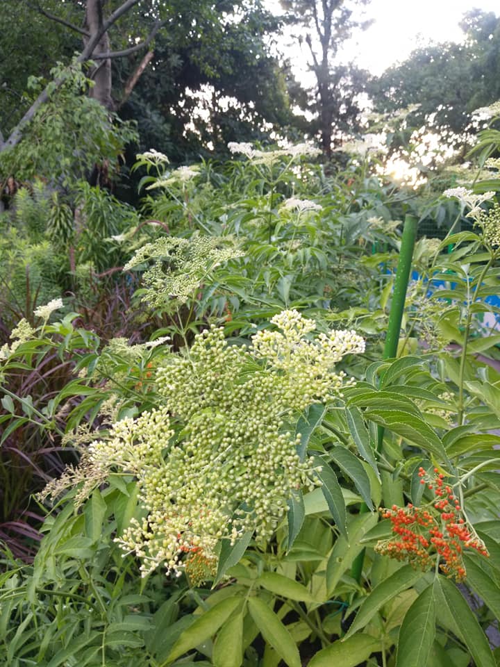 接骨木下風水寶地