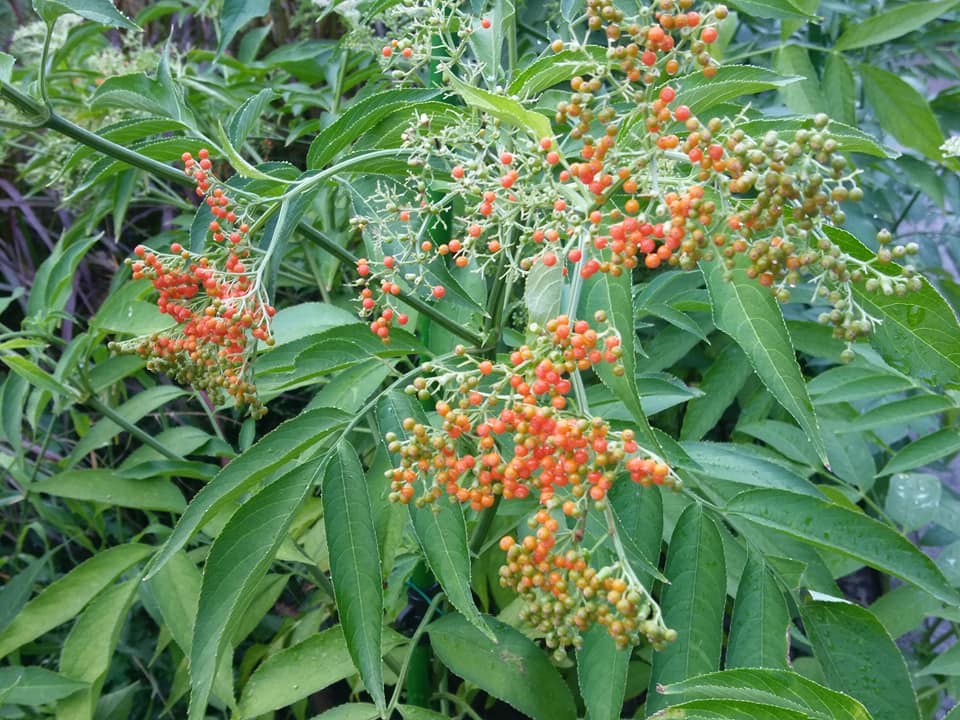 接骨木下風水寶地