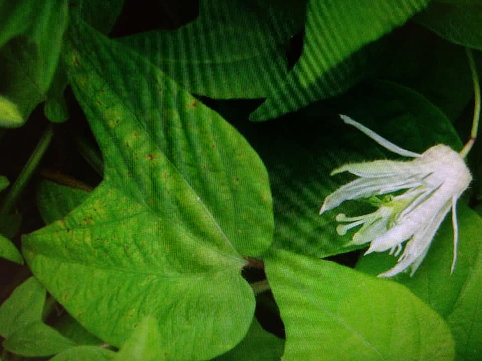 群蝠撲眼福無邊