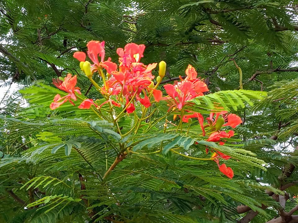 炎熱大地綠色當道