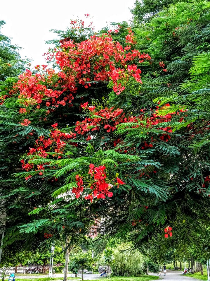 炎熱大地綠色當道