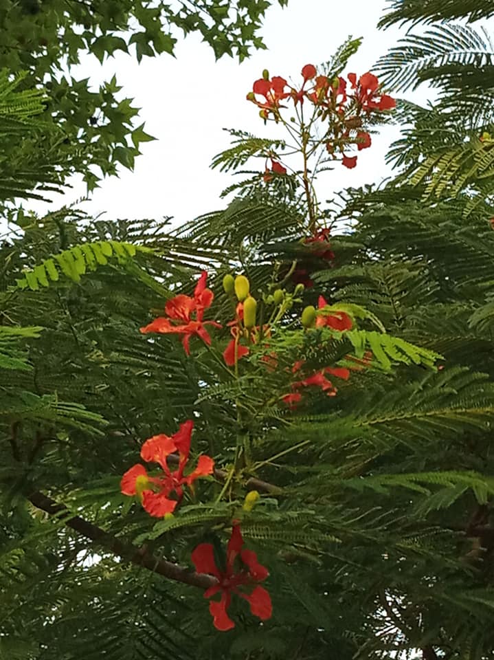 炎熱大地綠色當道