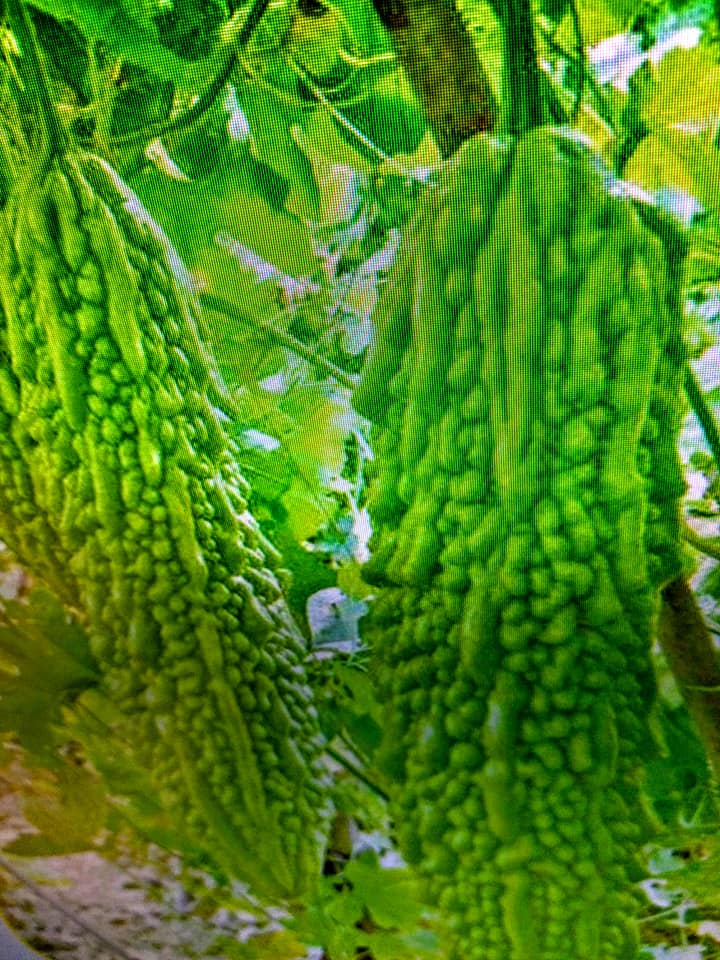 老毛“吃苦耐辣”