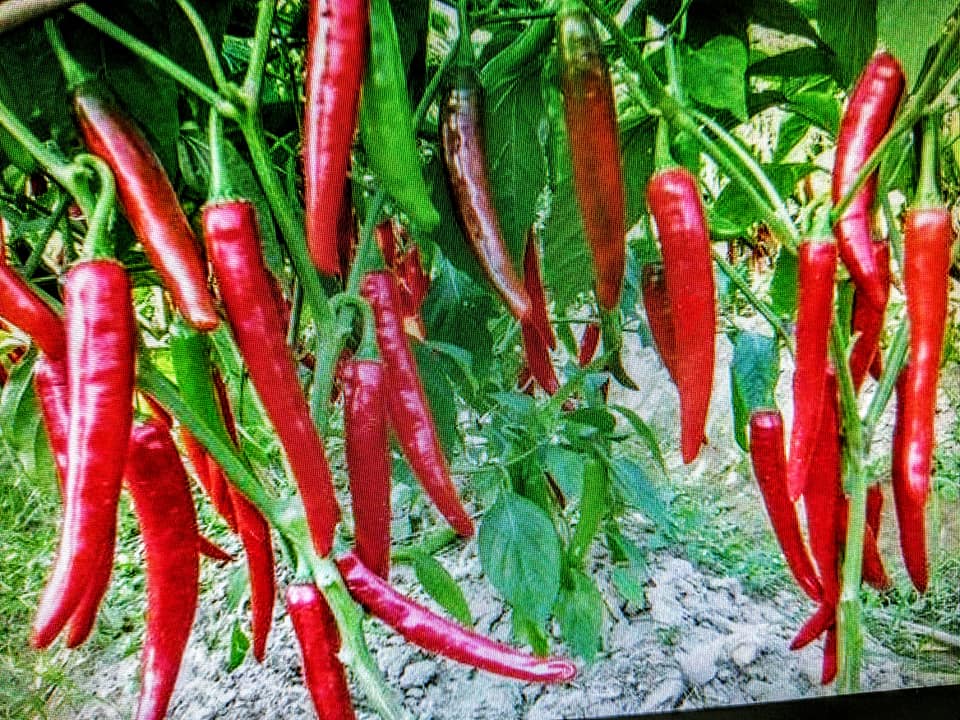 老毛“吃苦耐辣”