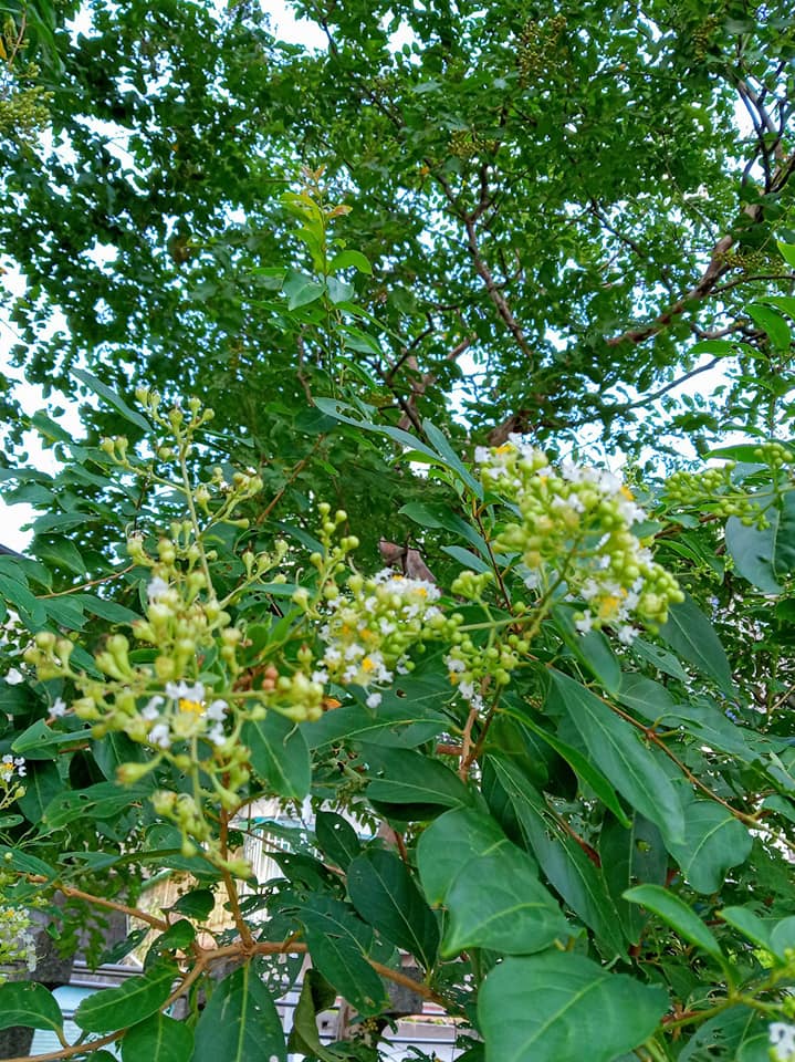 九芎開花結蒴果