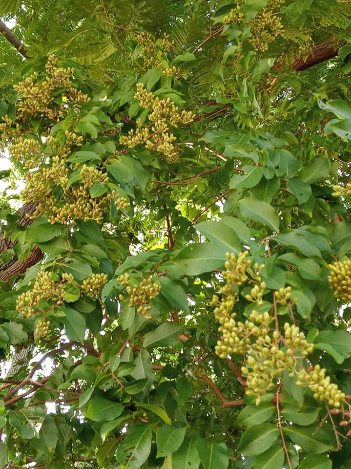九芎開花結蒴果