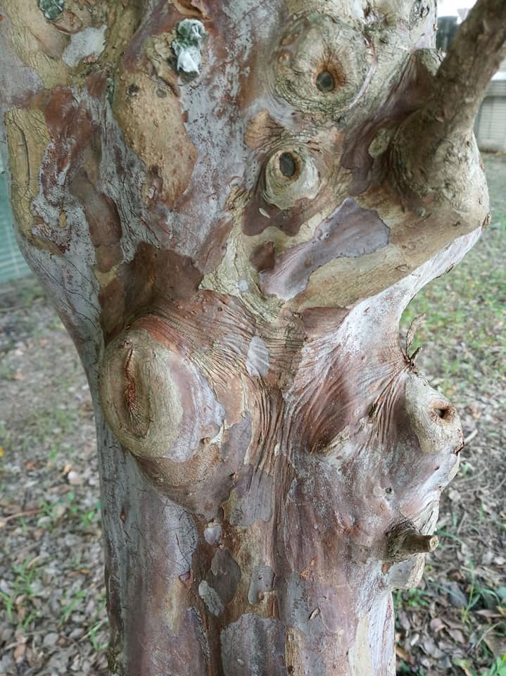 九芎開花結蒴果