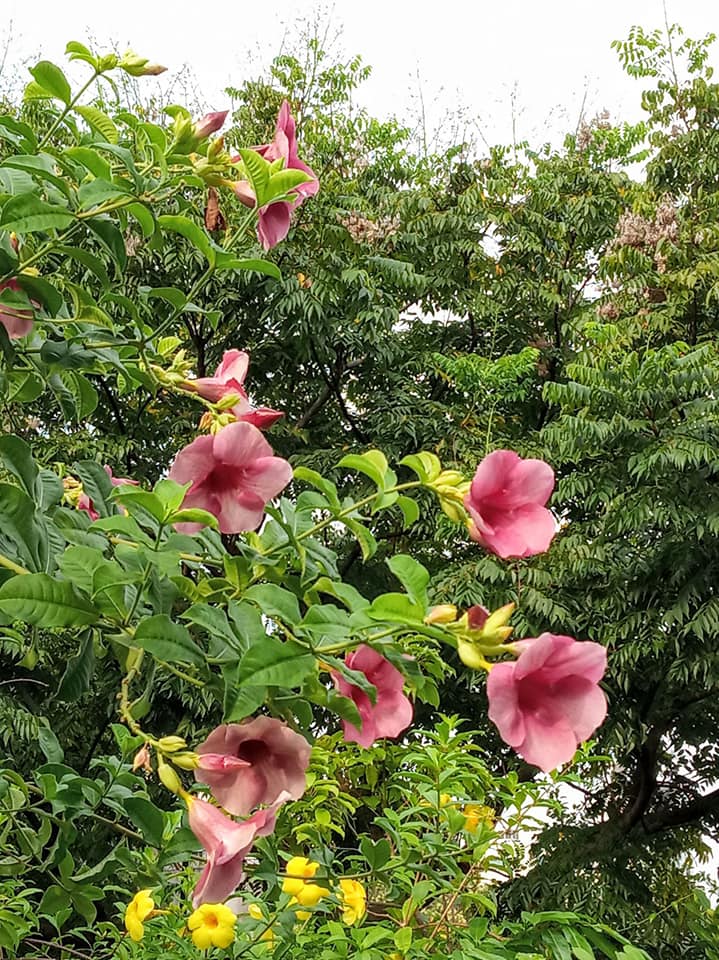 蟬花三色開正當時