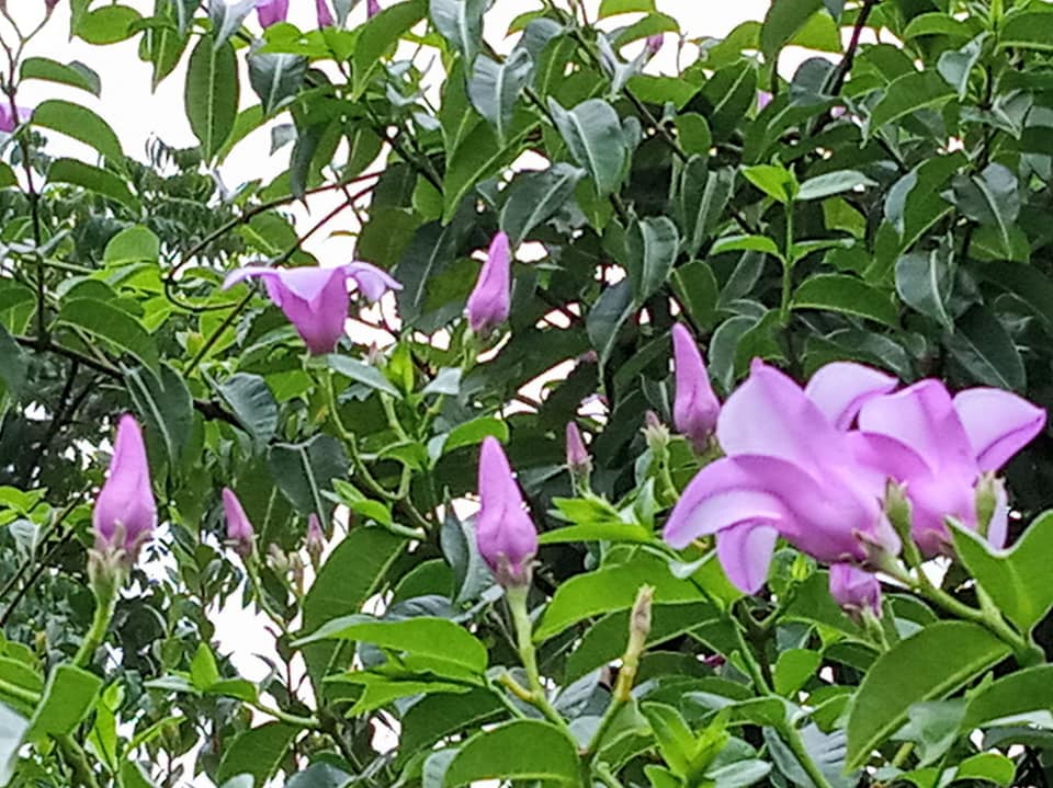 蟬花三色開正當時