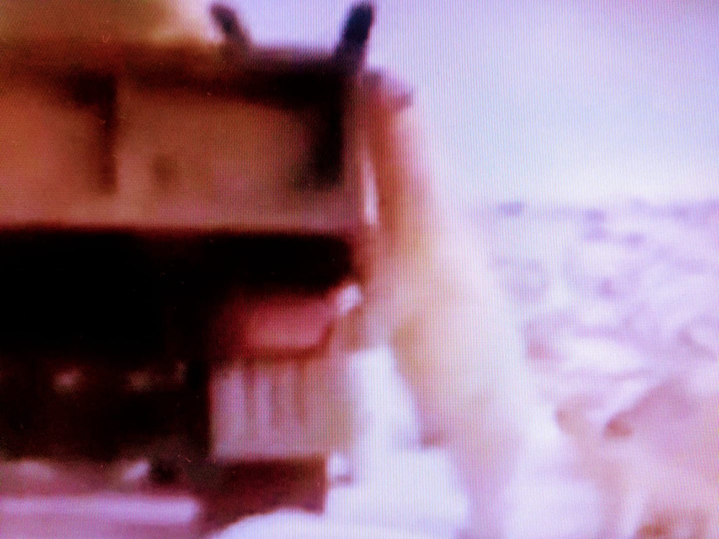 “氣候難民”北極熊