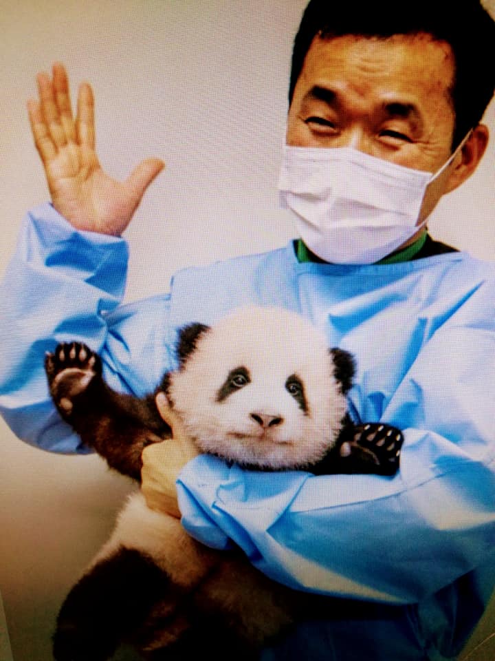 “福寶”大熊猫