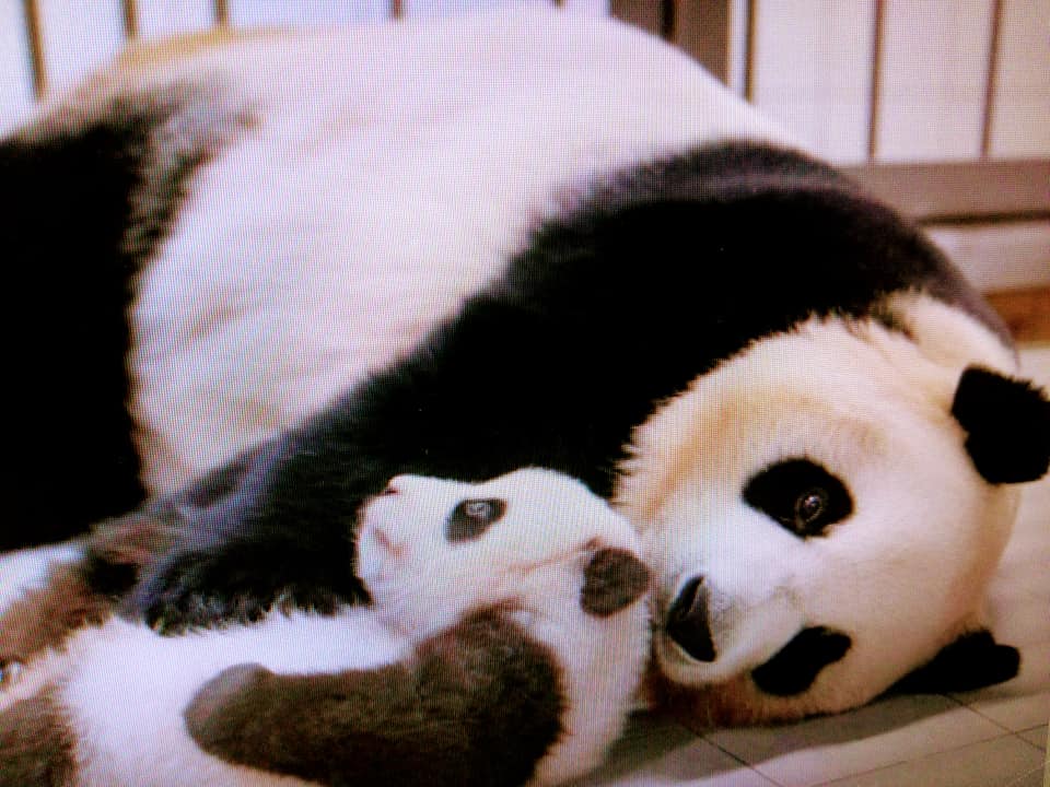 “福寶”大熊猫