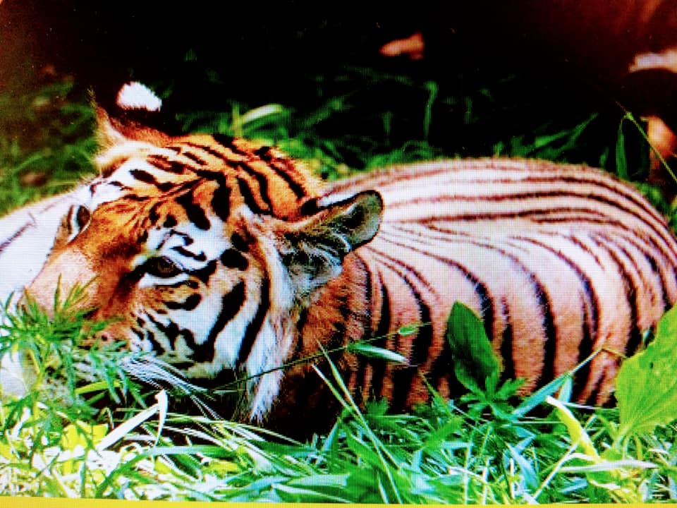 從雙重國籍老虎