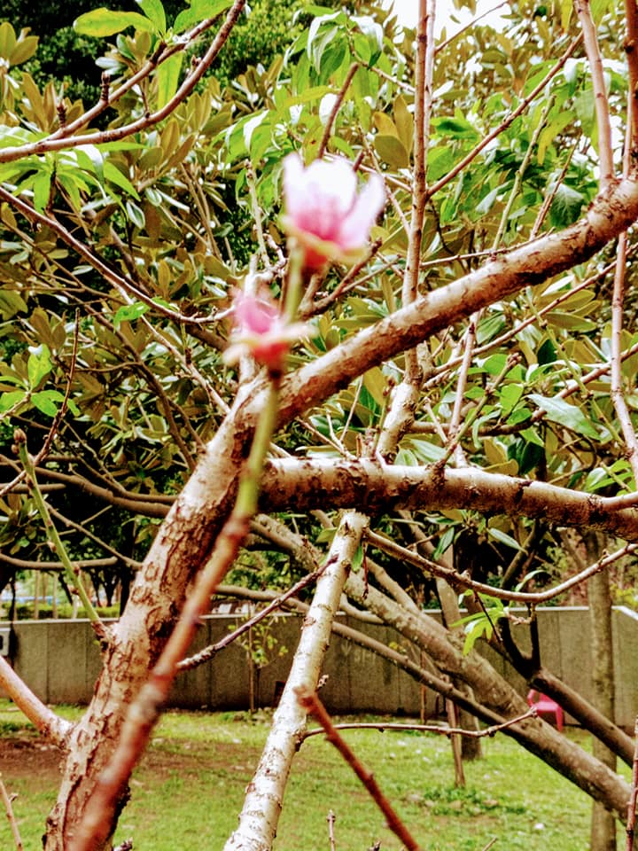 元旦驚嘆桃花開